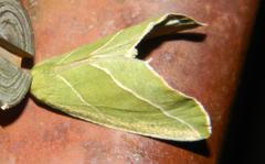 Drepanogynis olivescens