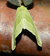 Drepanogynis olivescens