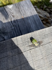 Chlorochroa juniperina