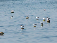 Thalasseus sandvicensis