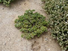 Tetraena clavata image