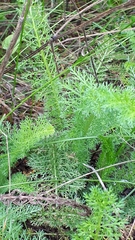 Achillea millefolium borealis