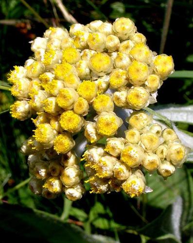 Helichrysum pallidum image