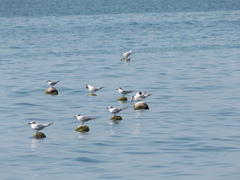 Thalasseus sandvicensis