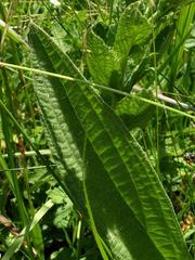 Helichrysum pallidum image