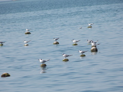 Thalasseus sandvicensis