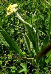 Helichrysum pallidum image