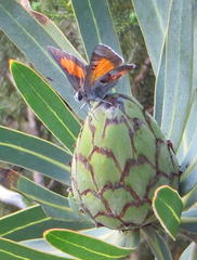 Capys alphaeus alphaeus