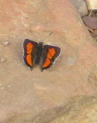 Capys alphaeus alphaeus