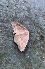 Syncirsodes primata