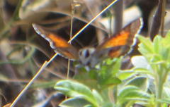 Capys alphaeus alphaeus