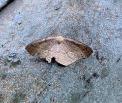 Syncirsodes primata
