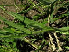 Afroaster serrulatus