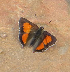 Capys alphaeus alphaeus