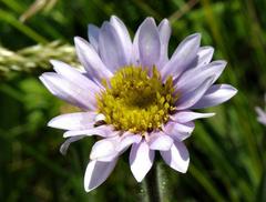 Afroaster serrulatus