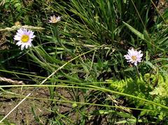 Afroaster serrulatus