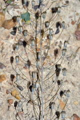 Eriospermum nanum