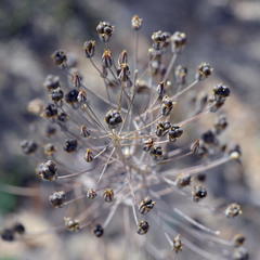 Eriospermum nanum