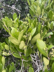Coptosperma littorale