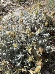 Teucrium aureum