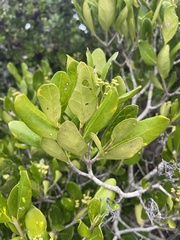 Coptosperma littorale