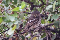Glaucidium capense