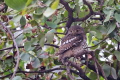 Glaucidium capense