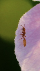 Pseudomyrmex pallidus
