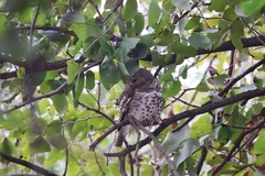 Glaucidium capense