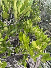 Coptosperma littorale