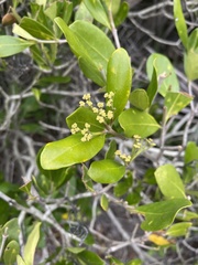 Coptosperma littorale