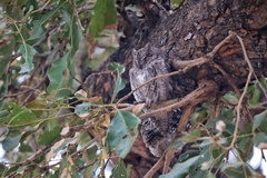 Otus senegalensis