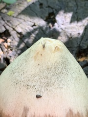 Pseudotephritina