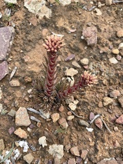 Crassula alpestris
