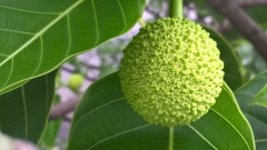 Neolamarckia cadamba