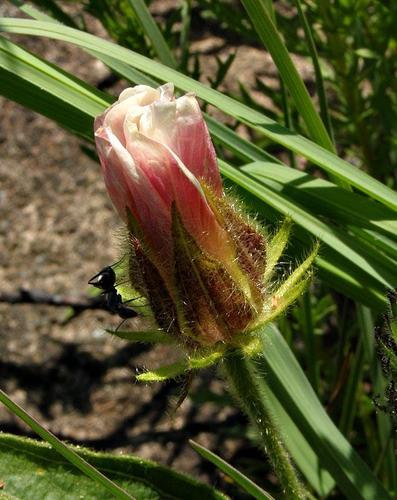 Hibiscus aethiopicus var. ovatus image