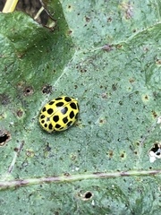 Psyllobora vigintiduopunctata