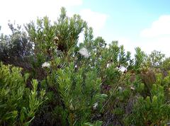 Protea lanceolata