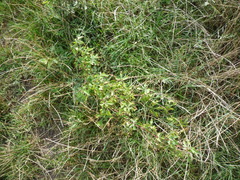 Ampelopsis japonica