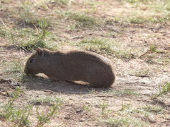Galea leucoblephara