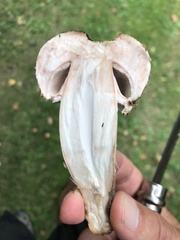 Agaricus bohusii