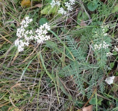 Achillea pannonica