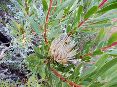 Protea lanceolata