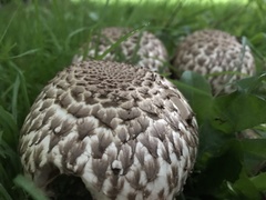 Agaricus bohusii