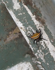 Gasteracantha curvispina