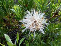Protea lanceolata