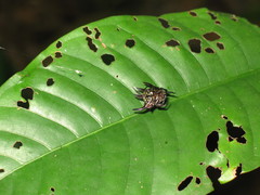 Gasteracantha curvispina