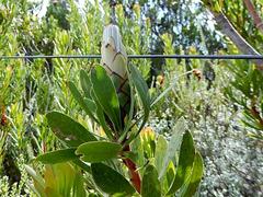 Protea lanceolata