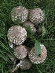 Agaricus bohusii