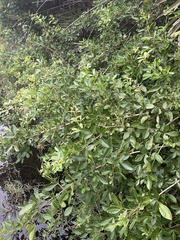 Searsia pyroides integrifolia